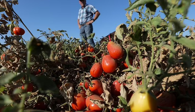 Processing tomatoes dried up by heat and drought hang on vines on a farm belonging to farmer Aaron Barcellos in Los Banos, California, in September.