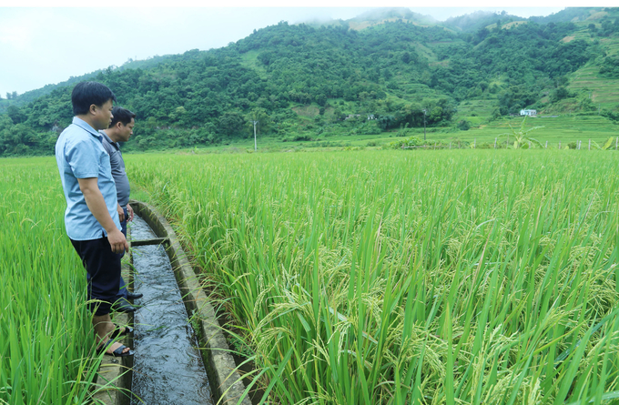 Lúa Séng Cù Mường Vi được đảm bảo nước tưới cho năng suất, chất lượng cao. Ảnh: Đăng Hải