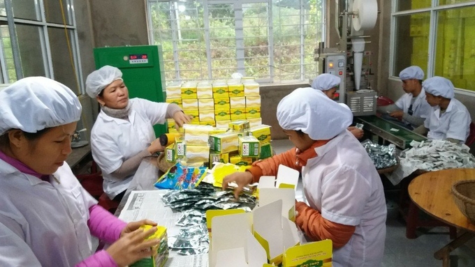 Doanh thu từ cây trà hoa vàng hàng năm trên địa bàn huyện Ba Chẽ khoảng trên 20 tỷ đồng. Ảnh: Nguyễn Thành.