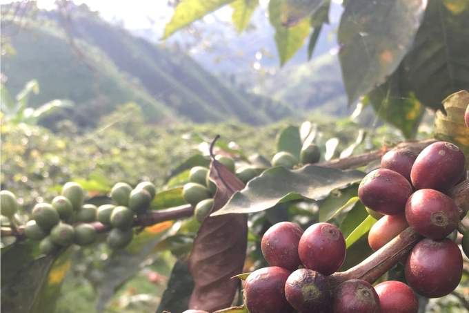 Cà phê trồng trên đất phá rừng sau năm 2020 sẽ không được nhập khẩu vào EU.