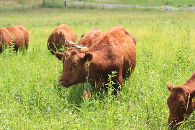 Cattle wearing collars for the Corral Technologies virtual fencing system graze on pasture. The system allows ranchers to move fence lines virtually.