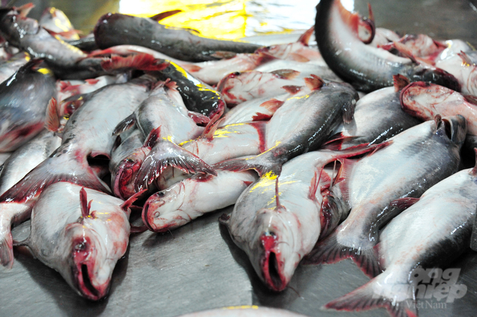 Hiện nay người nuôi cá tra ở ĐBSCL rất phấn khởi, giá bán từ 29.500-31.000 đồng/kg loại I, cao hơn mức trung bình 11 tháng đầu năm 2021 là 7.500-8.500 đồng/kg. Ảnh: Lê Hoàng Vũ.