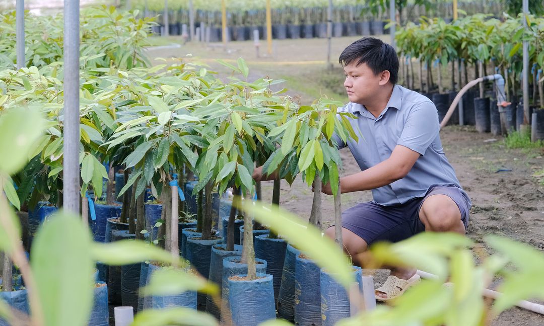 Nhờ các biện pháp chủ động nguồn nước, vườn ươm 5.000 m2 của anh Sơn được đảm bảo.