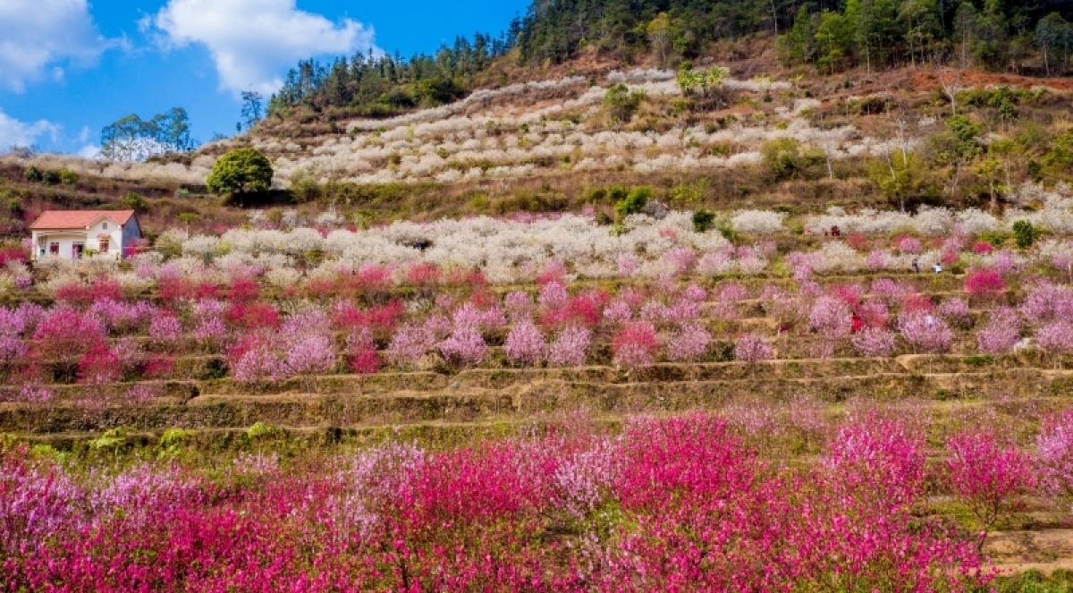 Lễ hội hoa đào xứ Lạng 2023 sẽ khai mạc vào ngày 15/1/2023.