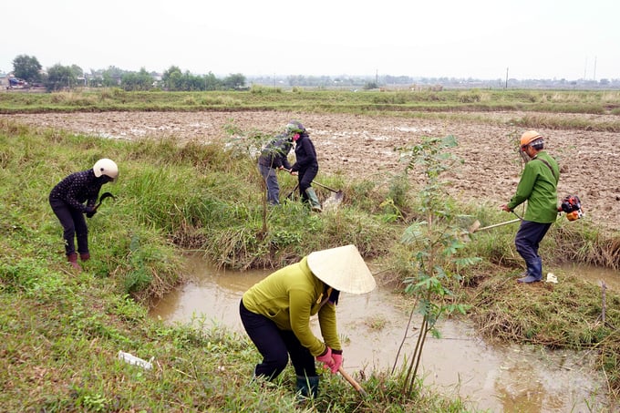 Nông dân xã Vĩnh Lâm ra quân vệ sinh đồng ruộng, diệt trừ cây mai dương .Ảnh: VD.