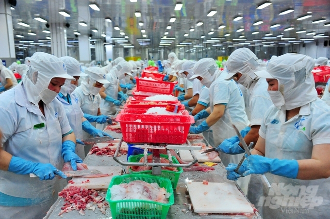 Doanh nghiệp chế biến xuất khẩu cá tra tại tỉnh Đồng Tháp. Ảnh: Lê Hoàng Vũ.