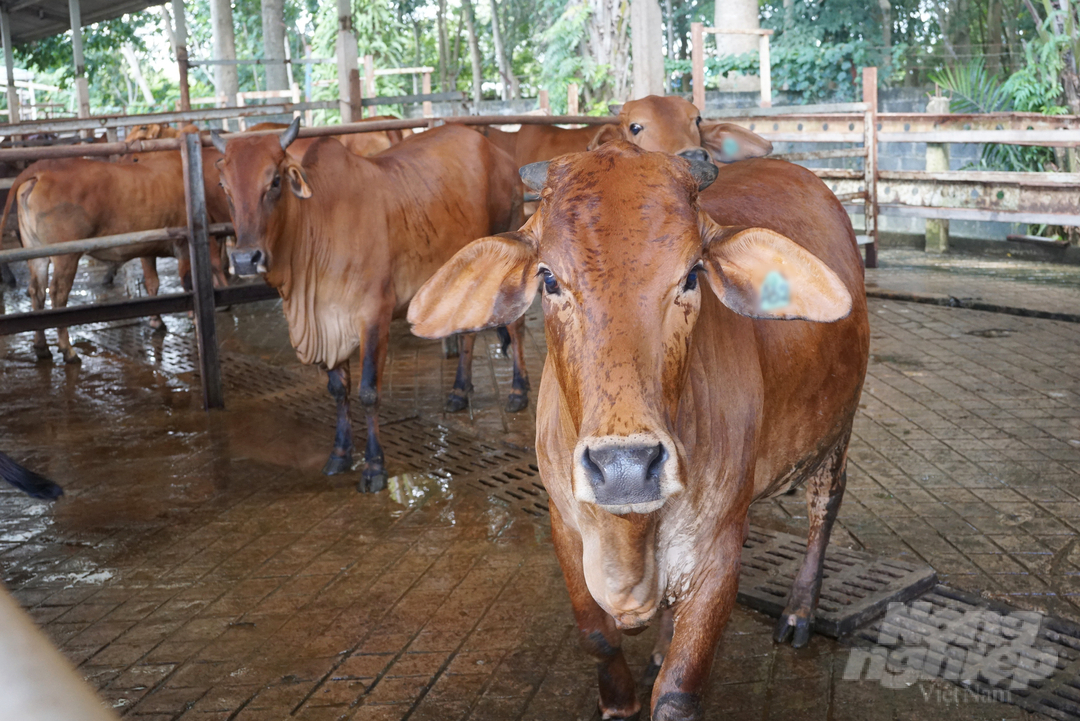 Trâu bò nhập lậu có nguy cơ làm ảnh hưởng nghiêm trọng đến ngành chăn nuôi trong nước, cũng như sức khỏe người dân. Ảnh: Nguyễn Thủy.