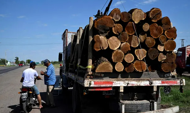 The scientists say wind and solar should be used to generate electricity instead of burning forest bioenergy. Photo: Luis Robayo/AFP/Getty