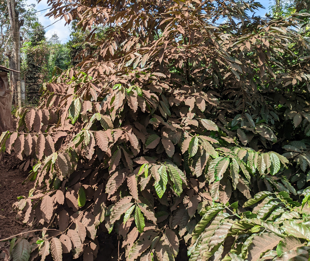 Bụi từ xưởng chế biến cà phê bám trên lá cây cà phê ở khu vườn xung quanh tại xã Hòa Đông, huyện Krông Pắc, tỉnh Đắk Lắk.