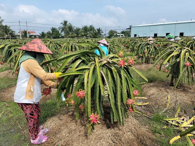 Giá thanh long ổn định ở mức khá, nhà vườn Tiền Giang phấn khởi tích cực chăm sóc thanh long. Ảnh: Minh Đảm.