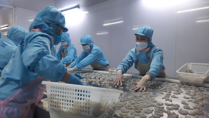Công ty Cổ phần Thủy sản BNA Ba Chẽ là một trong số ít doanh nghiệp đầu tư cơ sở hiện đại về chế biến tôm xuất khẩu. Ảnh: Nguyễn Thành.
