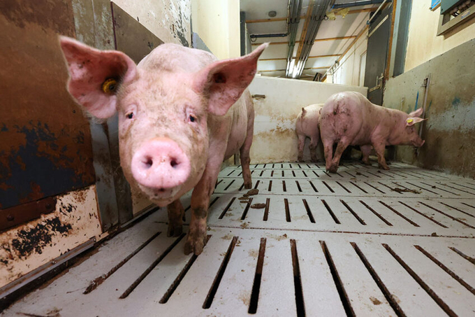 Russian pork exports will rise by 0.5 million tonnes per year if the Chinese market is opened. Photo: Bert Jansen