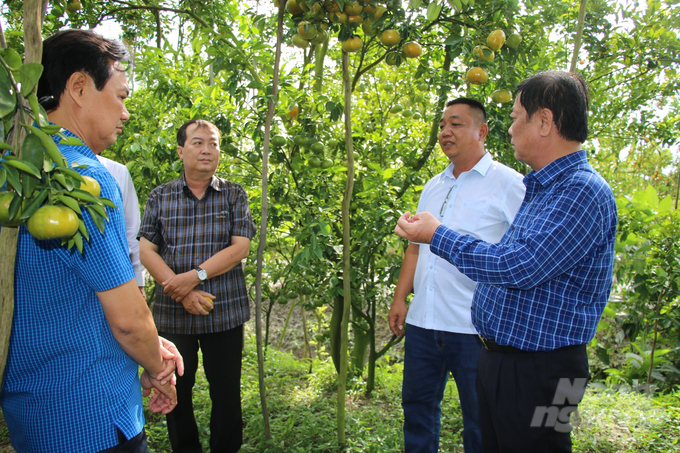 Bộ trưởng Bộ NN-PTNT Lê Minh Hoan đến huyện Lai Vung (Đồng Tháp) thăm các mô hình quýt hồng chuẩn bị Tết của nông dân và công tác chuẩn bị Lễ hội quýt hồng lần thứ I năm 2023. Ảnh: Lê Hoàng Vũ.