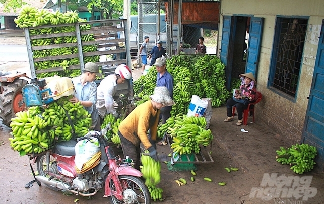 Chuối là 1 trong 7 loại trái cây đang vào vụ thu hoạch chính ở tỉnh Đồng Nai phục vụ thị trường tiêu thụ trong nước và xuất khẩu. Ảnh: MS. 