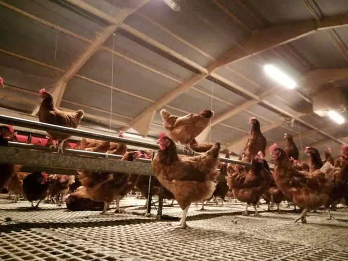 Free range hens under cover at Frank Thompstone's Anslow Eggs farm, in Burton-on-Trent, central England November 22, 2022