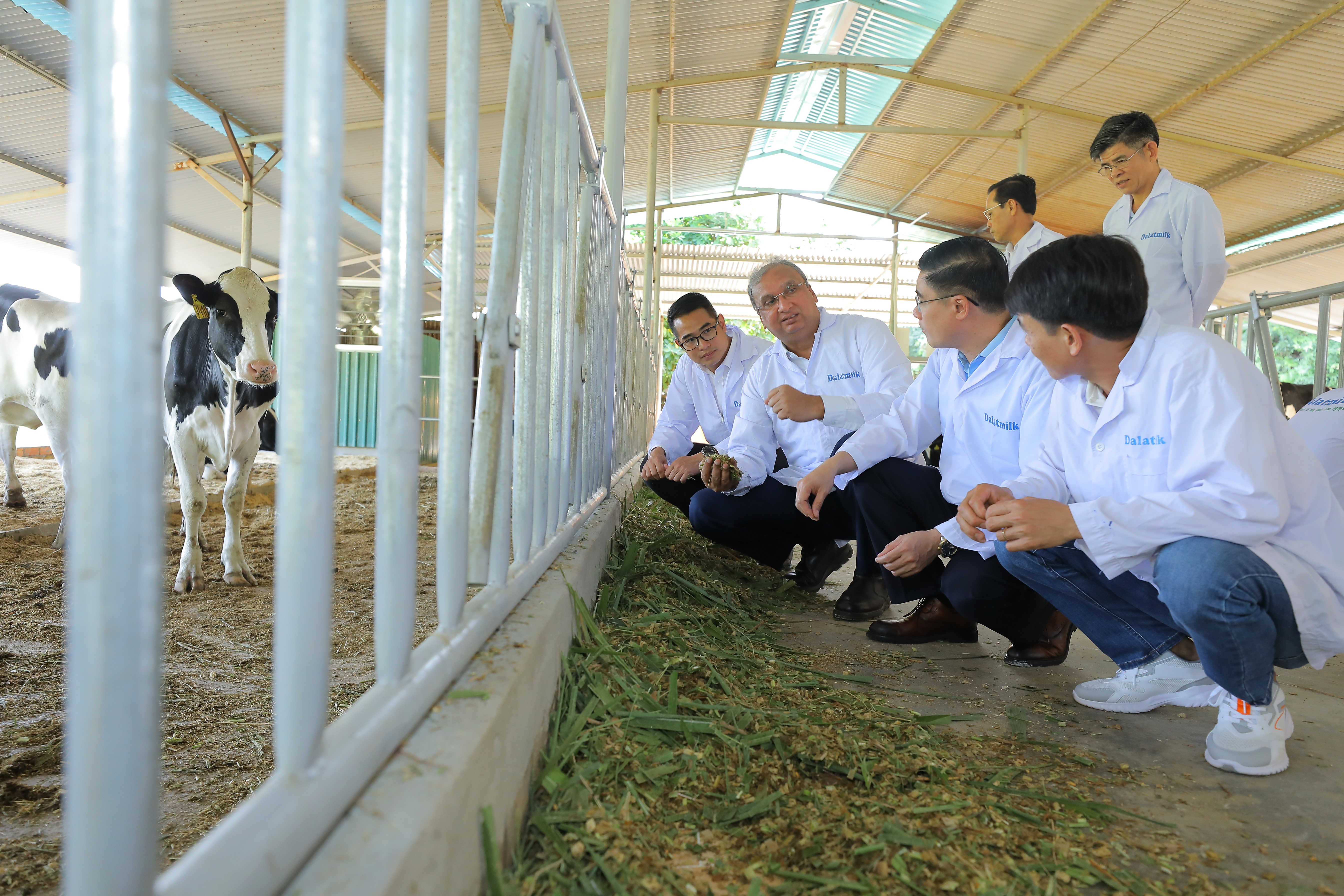 Đàn bò sữa cao sản thuần chủng HF được bàn giao cho nông dân huyện Cát Tiên (Lâm Đồng) ngày 21/12.