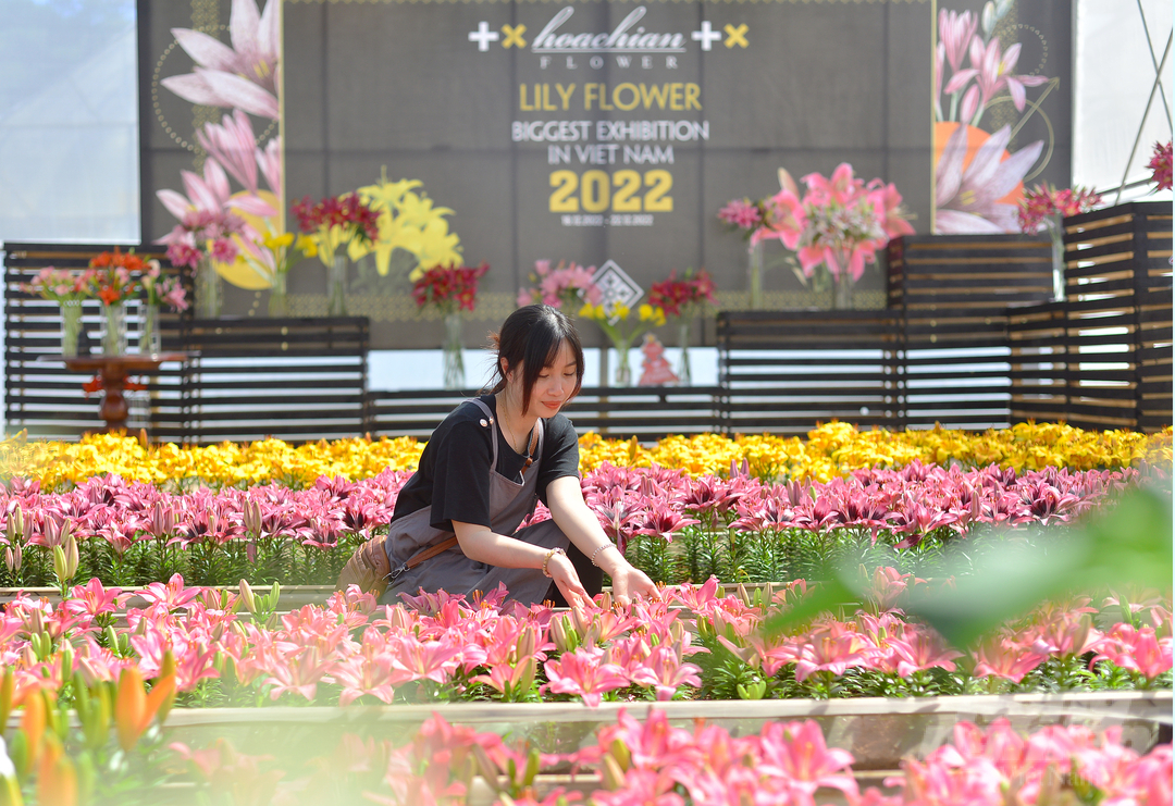 Nhằm hưởng ứng Festival Hoa Đà Lạt lần thứ IX - Năm 2022, Doanh nghiệp Hoa Chi An tổ chức triễn lãm hoa ly đón du khách tham quan.
