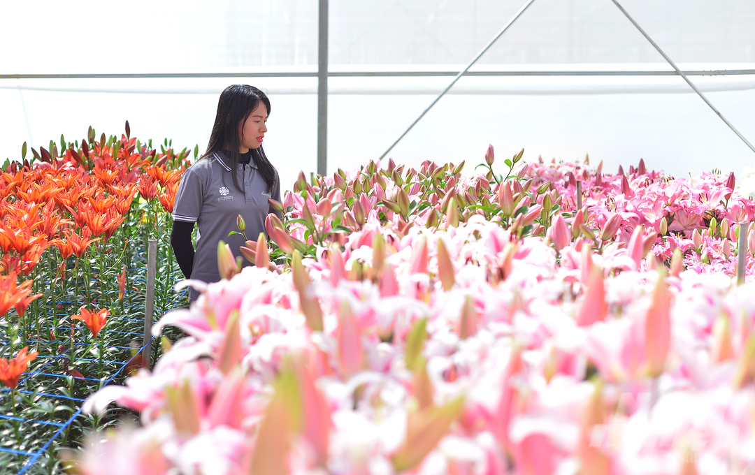 Doanh nghiệp áp dụng lối canh tác hiện đại nên có thể duy trì sản xuất hoa ôn đới quanh năm.