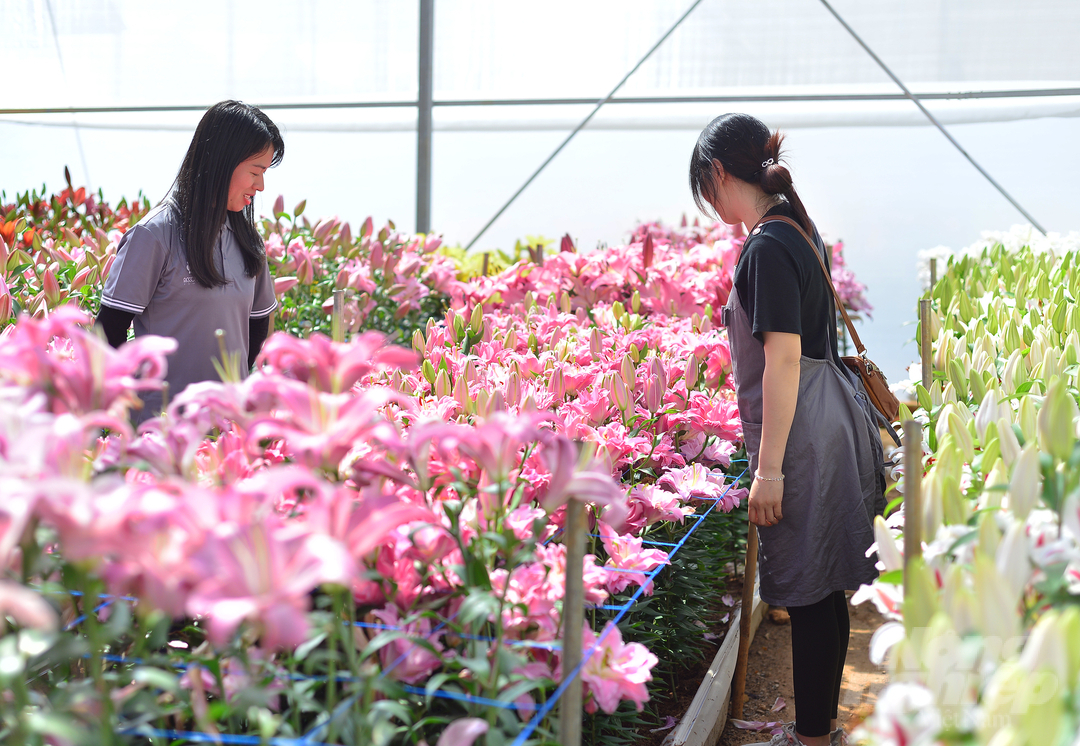 Dự kiến Tết Nguyên đán năm 2022, đơn vị này cung ứng thị trường khoảng 150.000 cành hoa ly các loại.