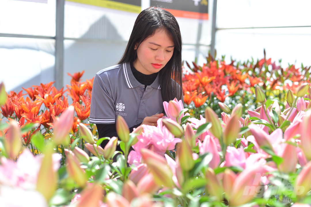 Theo ông Trần Minh Trung, để có hoa phục vụ triển lãm, công ty đã nhập khẩu củ giống hoa ở Hà Lan từ nhiều tháng trước và tổ chức gieo trồng, chăm sóc.