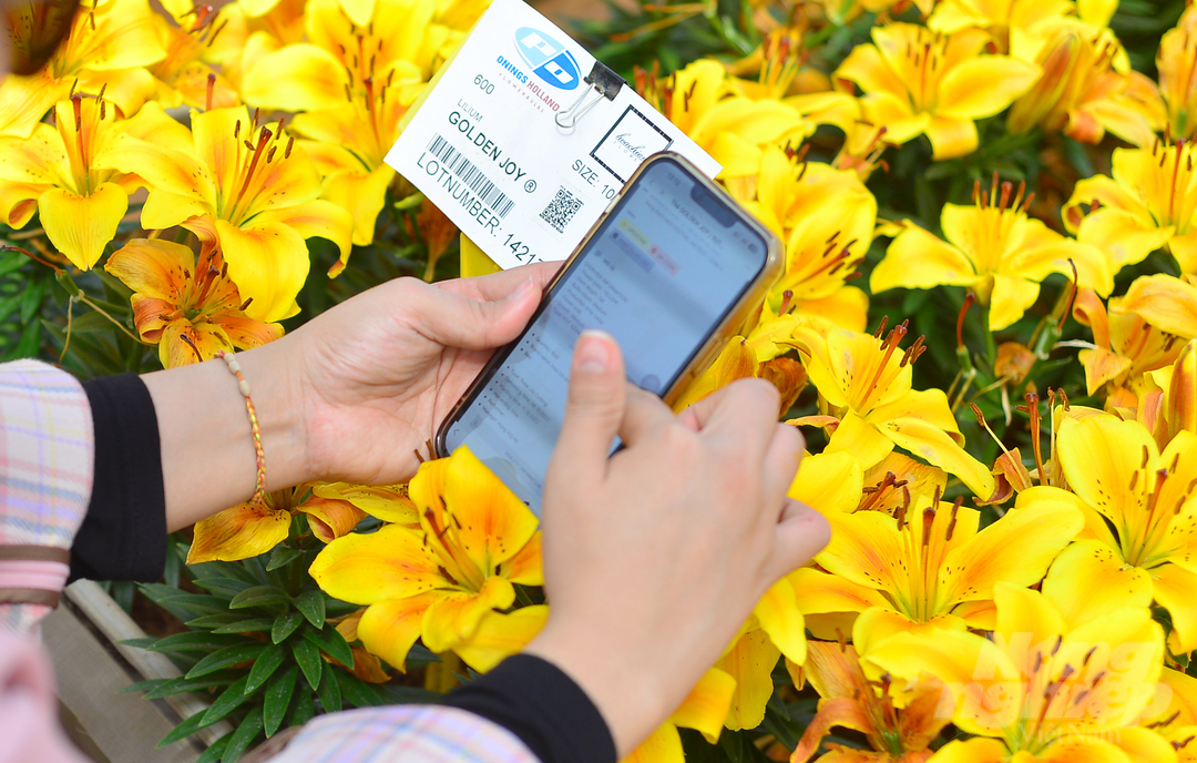 Tại triễn lãm, Hoa Chi An tổ chức đặt bảng mã QR ở đầu luống hoa để người dân, du khách có thể dùng smartphone quét mã, nắm thông tin chi tiết về giống hoa.