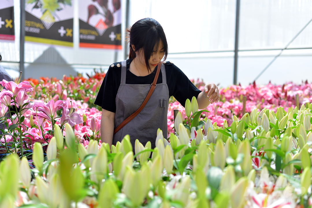 Ngoài khu vực triển lãm, du khách có thể vào tham quan khu sản xuất của Hoa Chi An để hiểu rõ hơn về hoa, quy trình sản xuất cũng như giá trị hoa.