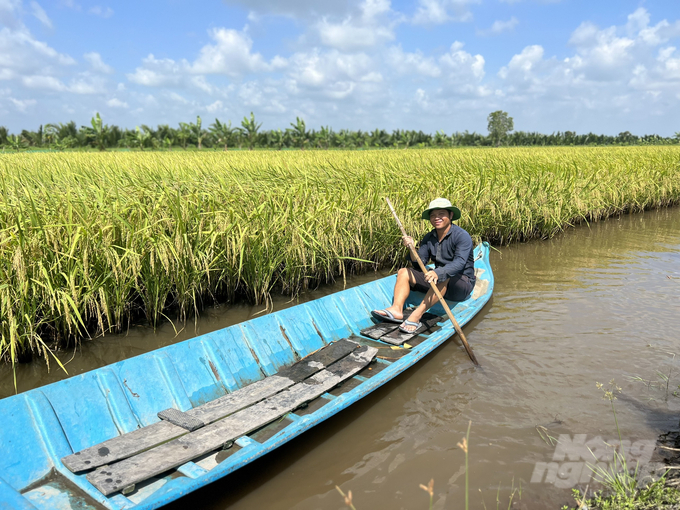 Theo nhiều nông dân tại huyện Phước Long giống lúa LY2099 cho năng suất cao, lúa ít bị sâu bệnh. Ảnh: Trọng Linh.