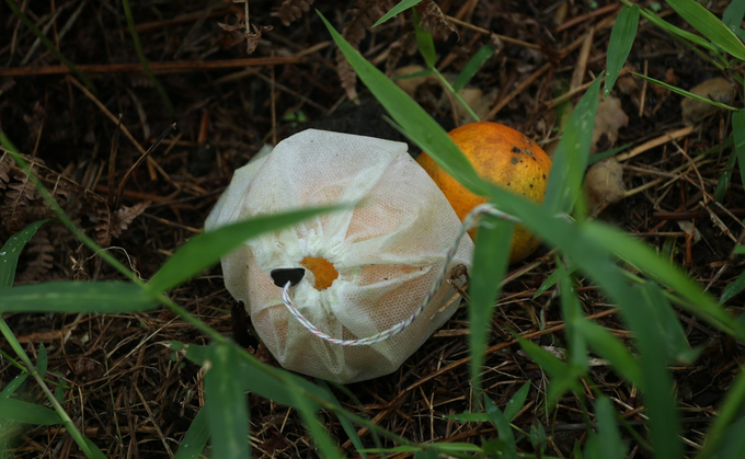 Trong quá trình sản xuất những quả cam bị thối hoặc vỏ cam phải được dọn sạch, không vứt dưới gốc cây đề phòng các vật chủ gây hại cho cây như nấm, côn trùng.