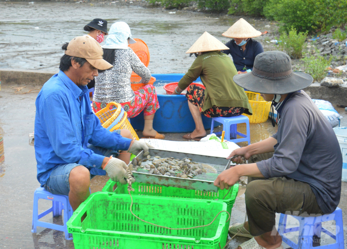 Năm nay, Kiên Giang cấm tàu khai thác nhuyễn thể 2 mảnh vỏ, trong đó có nghêu lụa, từ ngày 11/7 đến 31/12/2022 nhằm bảo vệ nguồn lợi thủy sản, khai thác có trách nhiệm và bền vững. Ảnh: Trung Chánh.