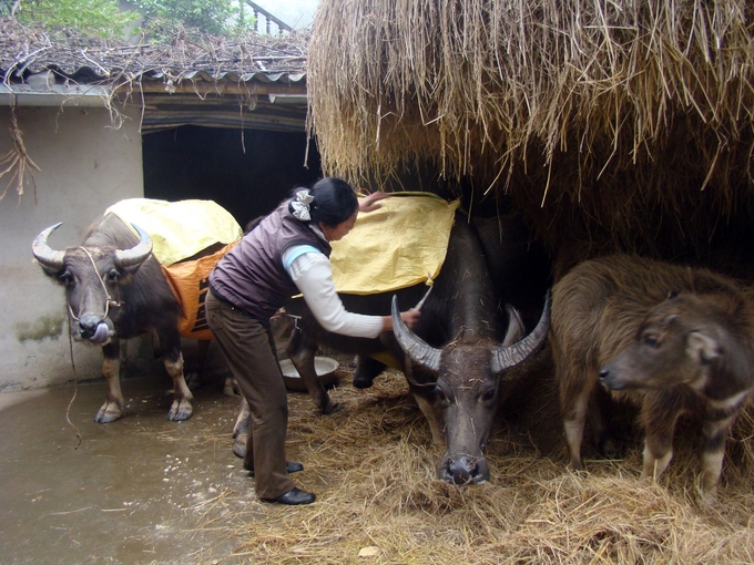 Bà con nên loại thải đàn trâu bò già để tập trung thức ăn, công chăm sóc cho những đàn đang sinh trưởng, phát triển.