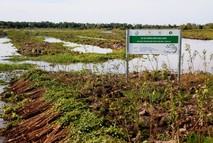 Khu vực dự kiến trồng tràm trong khu bảo tồn đất ngập nước Láng Sen. Ảnh: IUCN.