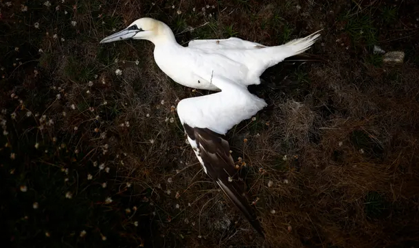 A northern gannet lies dead on a beach in Brittany, France, in September. Photo: Stéphane Mahé