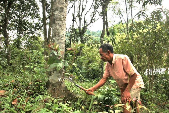 Người dân vùng sạt lở được hỗ trợ các loại cây, con giống để phát triển sản xuất. Ảnh: L.K.