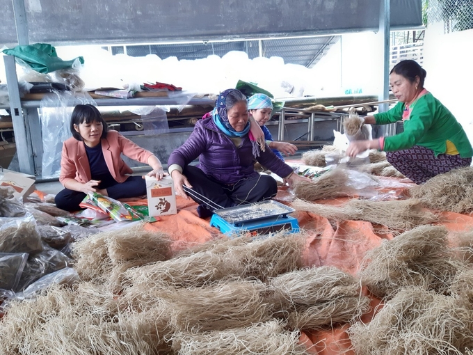 Người dân Bát Xát (Lào Cai) sản xuất miến nhờ vùng nguyên liệu dồi dào tại địa phương. Ảnh: Lưu Liên