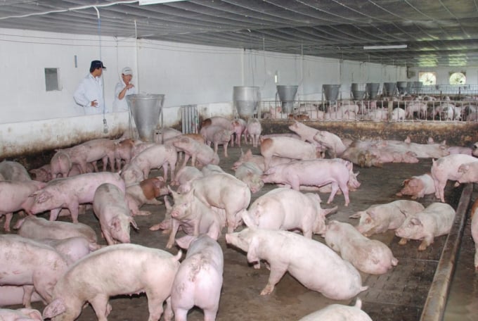 Chăn nuôi lợn làm phát sinh lượng chất thải lớn, gây áp lực ô nhiễm môi trường.