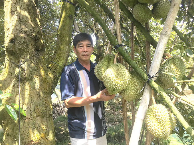 Diện tích cây sầu riêng tăng phù hợp theo quy hoạch và đề án phát triển cây sầu riêng, đề án chuyển đổi cơ cấu cây trồng vật nuôi của tỉnh. Ảnh: Minh Đảm.