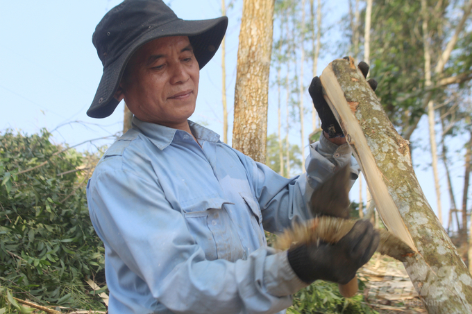 Người làm rừng trên địa bàn Nghệ An sẽ được hưởng lợi lớn khi chủ trương hòa nhịp vào cuộc sống.