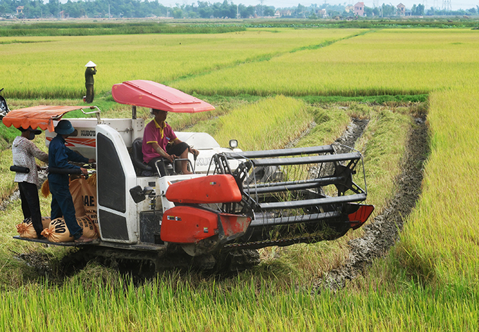 Nông nghiệp phát triển vững mạnh gắn liền với xây dựng NTM ở Quảng Bình. Ảnh: T.P