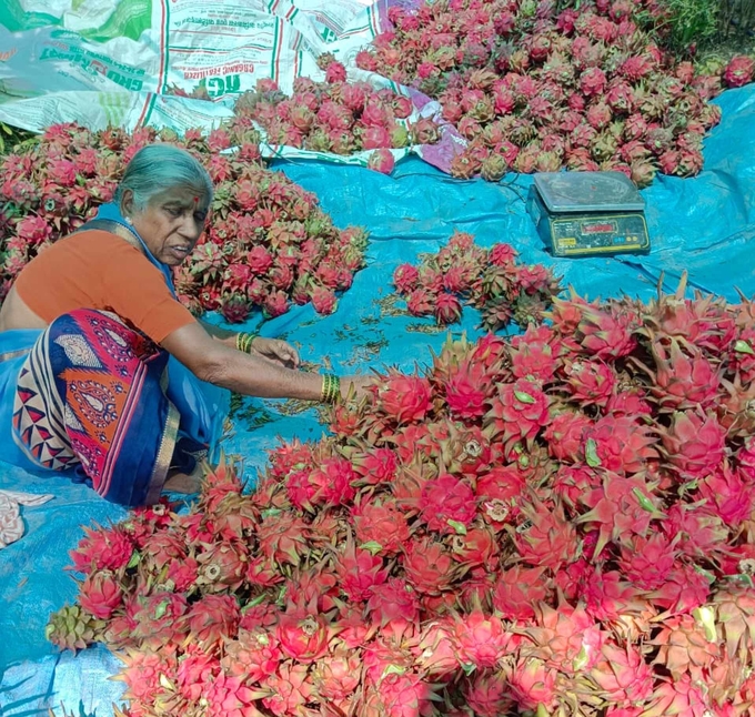 Anuradha Anandrao Pawar with some of the dragon fruits her and her 80-year-old farmer-husband Anandrao Baburao Pawar have cultivated. Photo: Handout