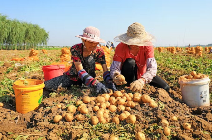 China began promoting potatoes as a staple in 2015 in an effort to combat food insecurity. Photo: Chinahbzyg via Shutterstock
