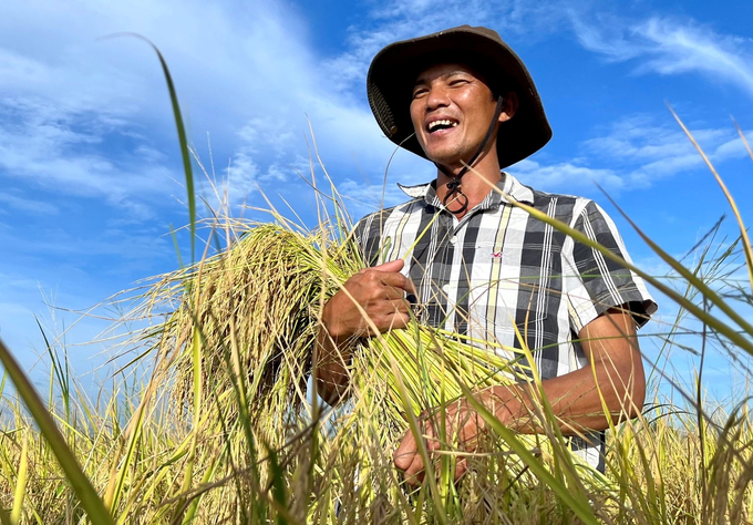 Đề án phát triển bền vững 1 triệu ha lúa chất lượng cao gắn với tăng trưởng xanh vùng ĐBSCL hướng tới chuyển đổi sản xuất lúa theo hướng bền vững và tăng trưởng xanh, nâng cao giá trị sản xuất, thu nhập cho người nông dân. Ảnh: TL.