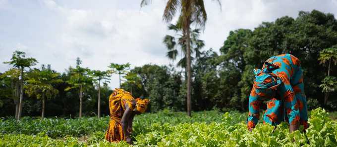 Hai người phụ nữ thu hoạch rau tại một ngôi làng nông nghiệp ở Tây Phi. Ảnh: Shutterstock