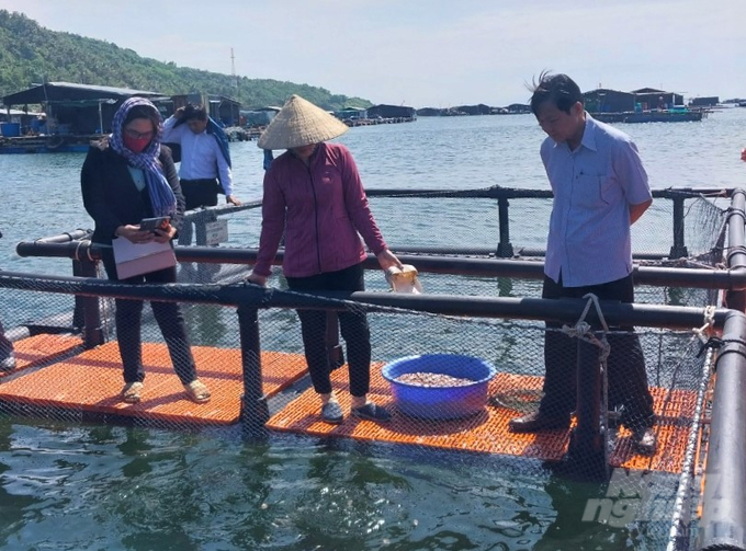 Cá mú trân châu là đối tượng nuôi tiềm năng, có giá trị dinh dưỡng, giá trị kinh tế cao, chất lượng thịt cá ngon, trọng lượng và giá trị mỗi con vừa phải nên dễ tiêu thụ. Ảnh: Trung Chánh.