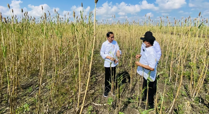 Indonesian President Joko Widodo visits a sorghum field in East Nusa Tenggara on June 2, 2022. Photo: Presidential Secretariat Press Bureau