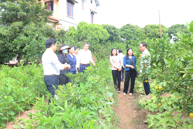 Nhiều đoàn khách từ các tỉnh về Hưng Yên học tập kinh nghiệp ứng dụng chuyển đổi số trong tiêu thụ nông sản tại xã NTM kiểu mẫu Tân Dân, huyện Khoái Châu.