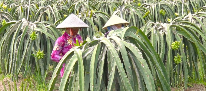 Nông dân huyện Lai Vung, tỉnh Đồng Tháp tham gia tổ hợp tác trồng thanh long được hỗ trợ giá vật tư nông nghiệp thấp hơn giá thị trường. Ảnh: Hồ Thảo.