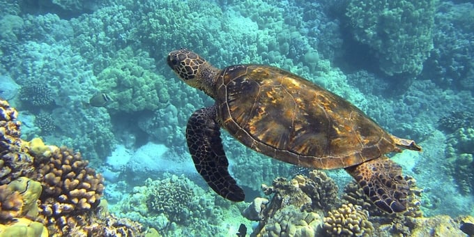 Trên thế giới hiện ghi nhận 7 loài rùa biển đều được xếp vào nhóm động vật quý hiếm, có nguy cơ tuyệt chủng trên phạm vi toàn cầu.