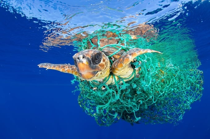 Trong 200 năm qua, các hoạt động của con người đã vượt qua quy mô chống lại sự sống còn của rùa biển.