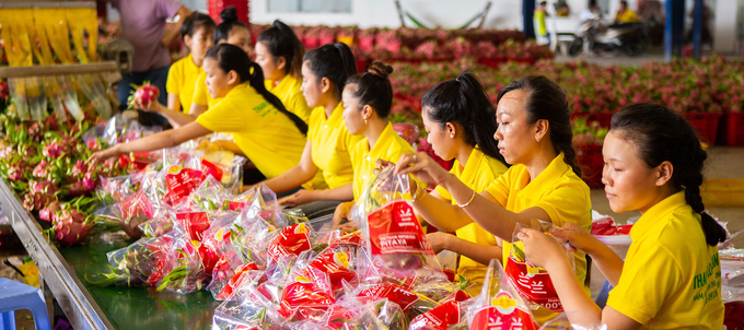  Nông dân liên kết sản xuất tạo đầu ra ổn định cho trái thanh long. Ảnh: Hồ Thảo.