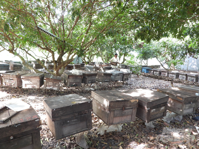 Nhiều thùng nuôi ong được đặt dưới vườn nhãn ở xã Trường Hòa, thị xã Hòa Thành. Ảnh: Trần Trung.